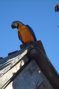 Pappagallo locale sul tetto di una capanna del villaggio indigeno del popolo Rikbaktsa, nella valle del Rio Juruena, Brasile