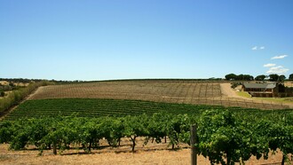 Vineyard in Barossa Valley, South Australia