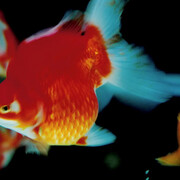 Ninagawa Mika, Untitled, 2003; from the series Liquid dreams. Courtesy of the Photographers' Gallery