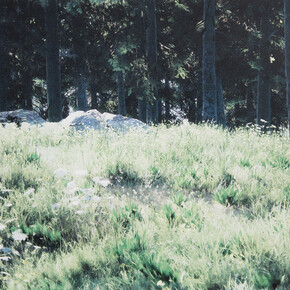 Grant Stevens, Forest view 7, 2026. Courtesy of Sullivan+Strumpf