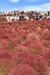 Hitachi Seaside Park in Ibaraki prefecture © Alma Reyes