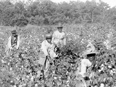 African slaves picking cotton in America