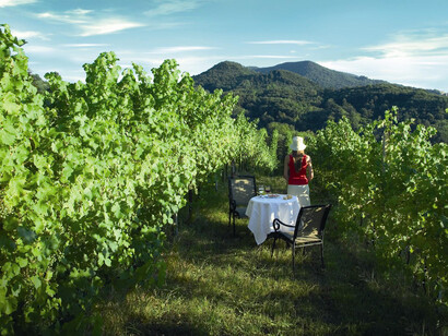 Vigneti dei Colli Euganei