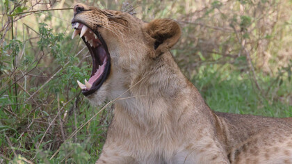 Lioness yawning, Nairobi National Park © Gehan de Silva Wijeyeratne