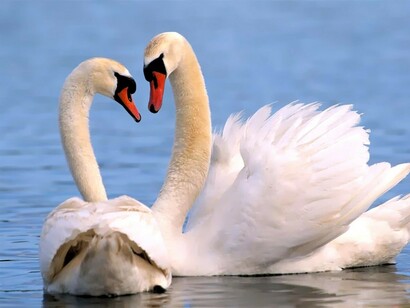 Dos cisnes