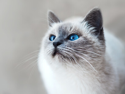 Cani e gatti danno conforto, possono essere dei facilitatori sociali, possono avere un effetto di sostegno psicologico e possono contribuire a ridurre lo stress