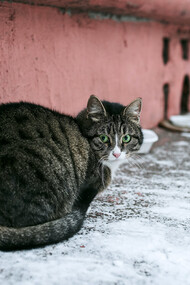 Un gatto tigrato di razza europea comune 