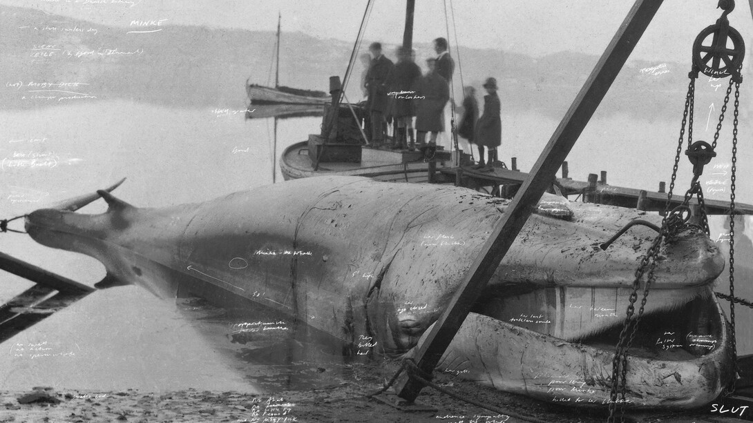 Tacita Dean, The story of Minke the whale, 2001, from The russian ending. Courtesy of Fotomuseum Winterthur