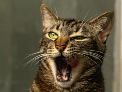 Gatto tigrato che sbadiglia