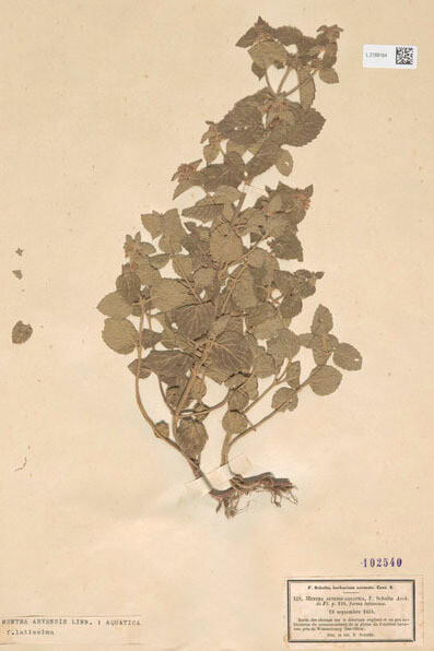 Menta acquatica, Mentha arvensis L. unknown aquatica f. latissima, Naturalis Biodiversity Center