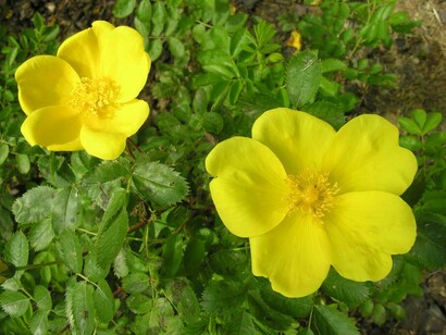 Rosa Foetida, Giardini Hanbury, Liguria, Italia