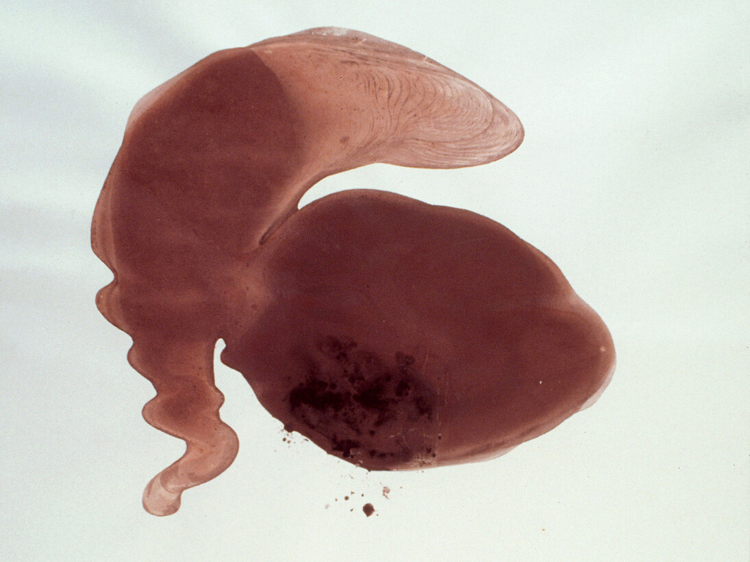 Andy Goldsworthy, Scaur Water Snowball, Morecambe Bay Stone (detail), 1992, Boule de neige fondue et pierre rouge sur papier, 152 x 122 cm, Centre national des arts plastiques
FNAC 95317 © droits réservés / CNAP