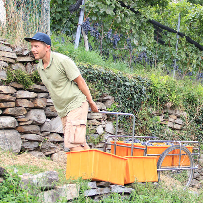Dive into his commitment to biodynamic practices, where wine meets nature in perfect harmony