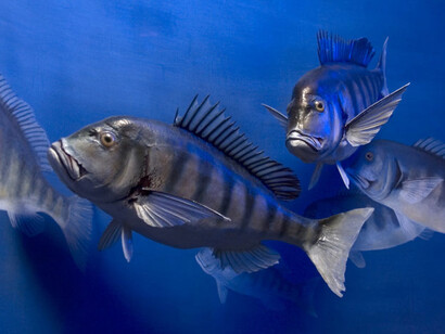 The evolution of Monte Pisano. Courtesy of Museo di Storia Naturale