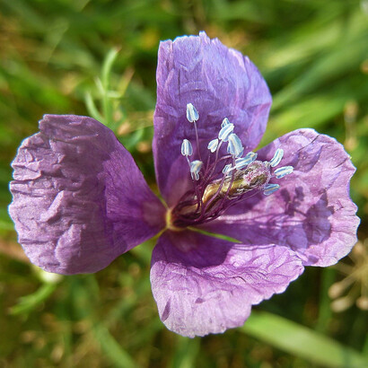 Amapola morada. Se usan las flores como medio para expresar sentimientos