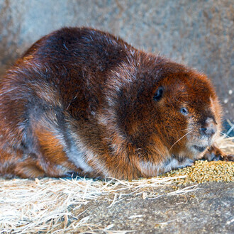 Castor. Courtesy of Science Nord