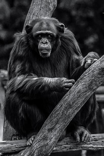 Chimpanzees were also victims of another prejudice with another infectious disease, AIDS