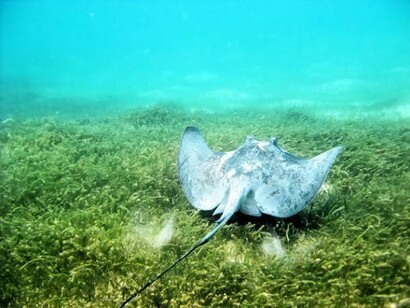 Una manta nadando en las aguas cristalinas de Akumal