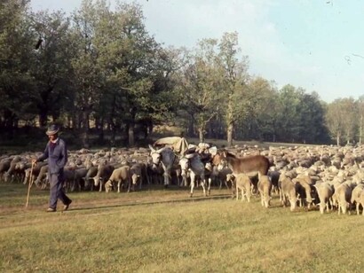 Un rebaño en el campo