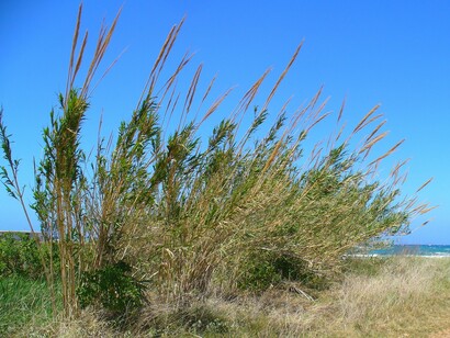 Arundo Donax in una spiaggia