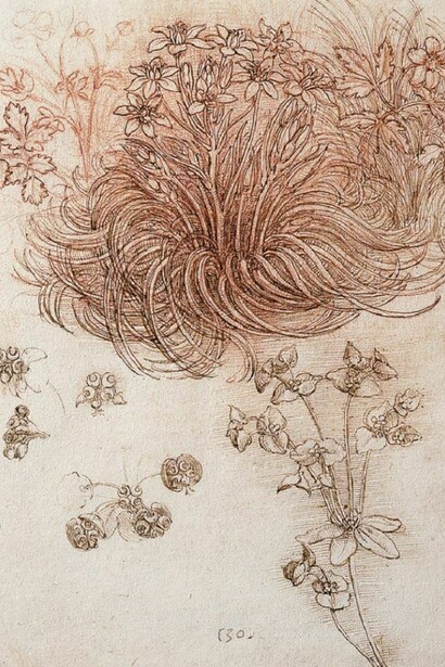 Leonardo da Vinci - Tavole botaniche