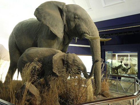 Mammals, exhibition view. Courtesy of National Museum Bloemfontein
