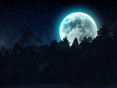 Bosque iluminado por la luna 