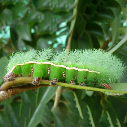 Larva de la mariposa «Automeris tridens» (Saturniidae). Foto: Luko Hilje