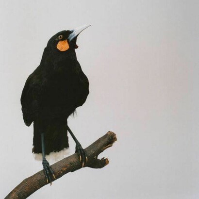 Sean Dooley, Huia, courtesy Sean Dooley/D'Arcy Thompson Museum, Dundee