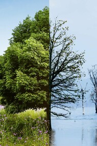 A split natural environment of vitality and decline, symbolising the contested future of the Earth