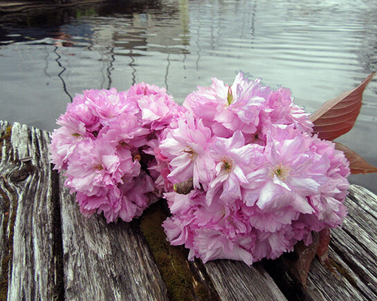 Alive Flora, Light, and Water in the Seattle Landscape. Courtesy of Frye