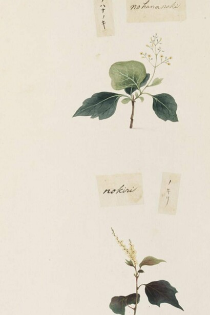 Bocetos botánicos, acuarela sobre papel, 	
Ishizaki Yūshi, entre 1817 y 1823