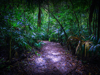 Parque Nacional El Tikal en Guatemala