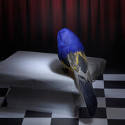 Artisti vari, Le muse surreali. Per gentile concessione della Galleria Vik Milano