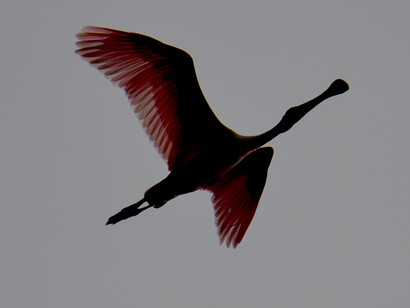 Fauna avícola del río Arauca