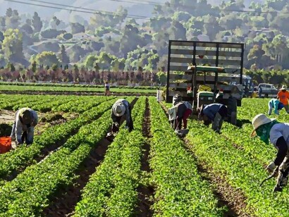 Fieldworkers in Italy collecting the produce but gaining very little in return