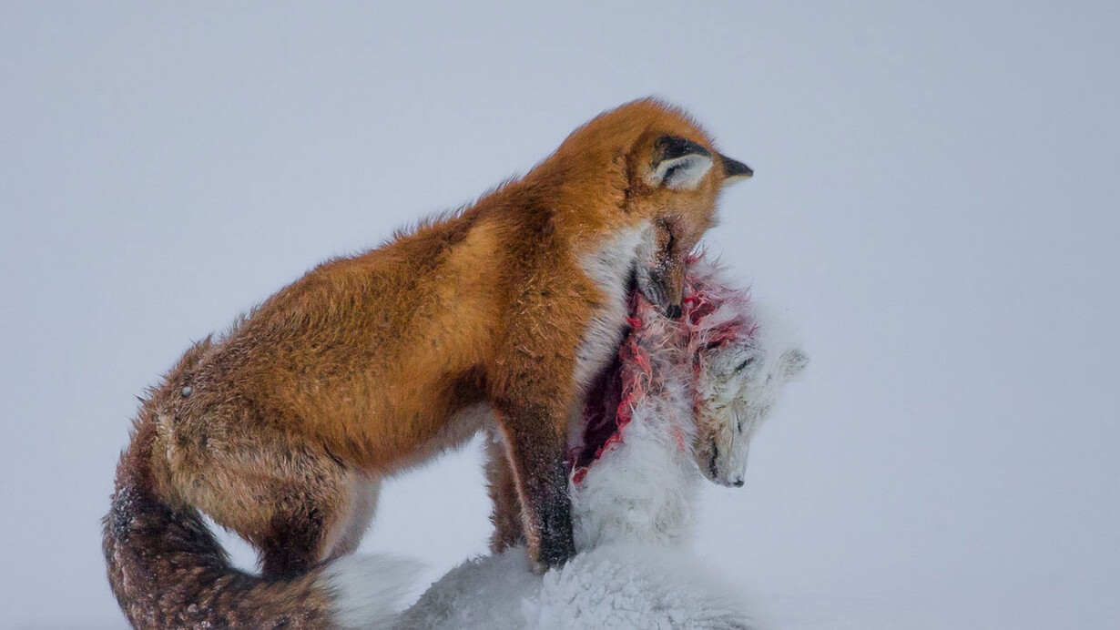 A tale of two foxes, Don Gutoski, Canada / Wildlife Photographer of the Year 2015

