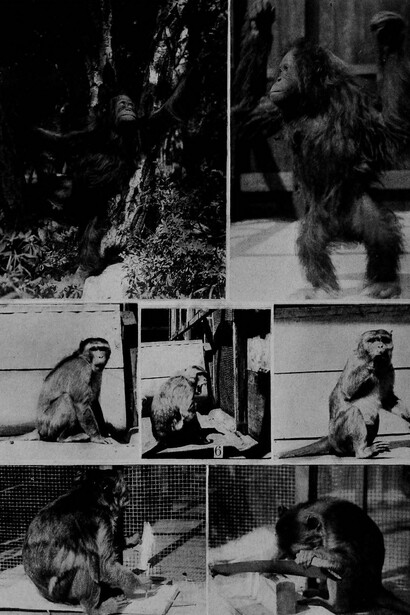 Un'illustrazione dallo studio di Robert Yerkes del 1916, "The mental life of monkeys and apes; a study of ideational behavior"