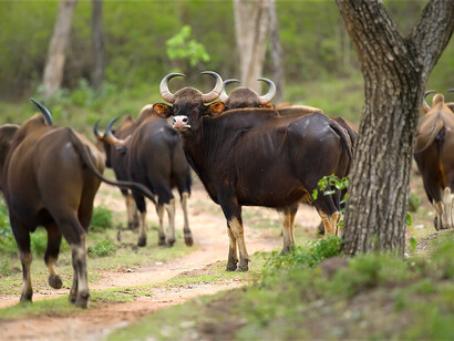 Buffalo -  Simlipal National Park