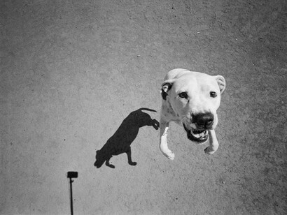 Thomas Roma, Mondo Cane - shadow portraits, Brooklyn, NY, 2013