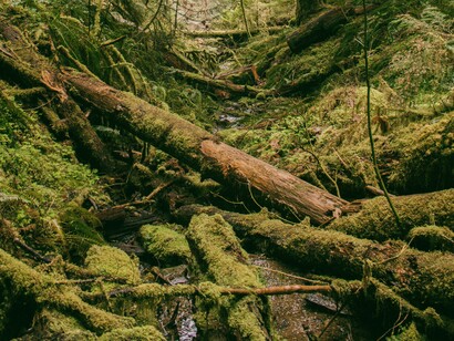 I problemi del linguaggio riguardano una difficoltà fonatoria per cui i suoni sono impastati, aggrovigliati e confusi