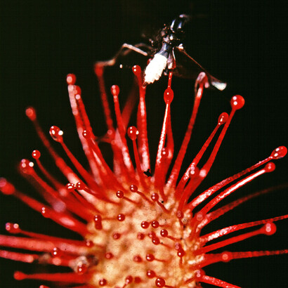 Drosera