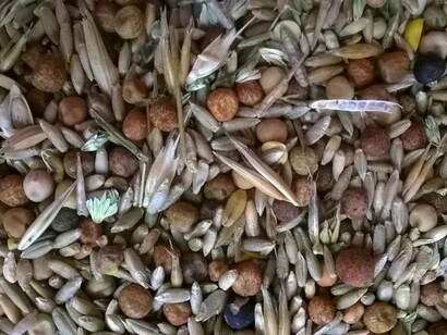 Semi di leguminose e cereali, foto di G. Croceri Az. La Viola