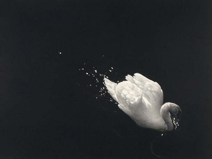 Sarah Gillespie, Swan at Stackpole (Upon a Darkening Flood), 2014, Watercolour and Charcoal on 638gsm Saunders Waterford Paper, 40 x 60 inches (101.6 x 152.5 cm)