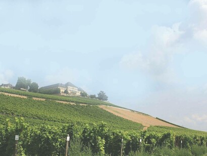 A Tuscan vineyard landscape hoping to remain free from the phylloxera infestation
