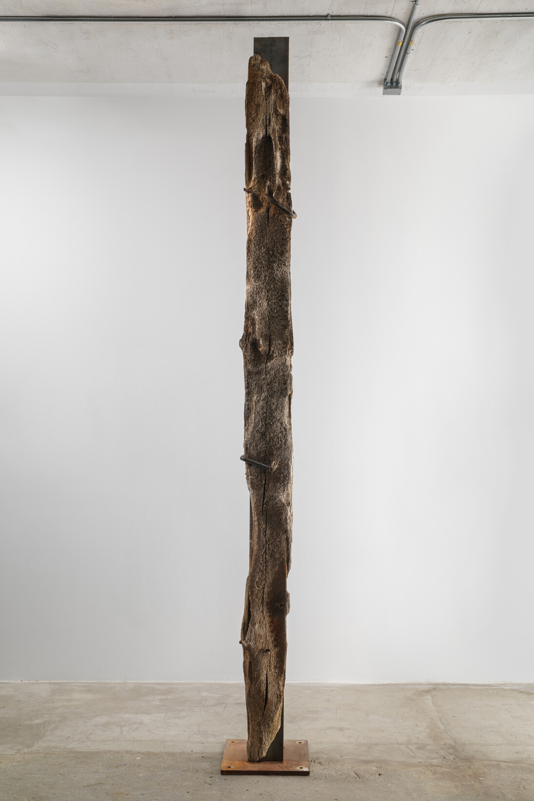 Carol Bove, Blindsight, 2014, Driftwood and steel, 134 x 16 x 22 inches (340.4 x 40.6 x 55.9 cm). Courtesy David Zwirner, New York/London