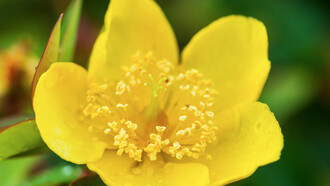 L'Iperico o Erba di San Giovanni