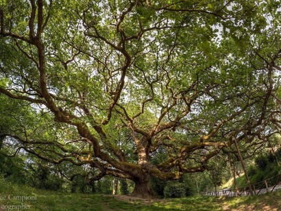 Quercia antica