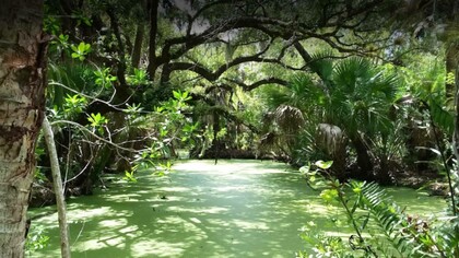 Alligator Creek, Punta Gorda, Florida