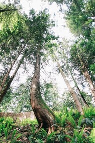 Trees are an efficient natural agent absorbing the CO2 that humans produce